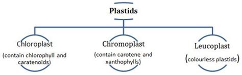 The ncert class 11 cell the unit of life chapter is divided into two parts. Cell Structure and Functions class 11 Notes Biology ...
