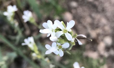 Tiny White Terminal Cluster Of Flowers Colorados Wildflowers