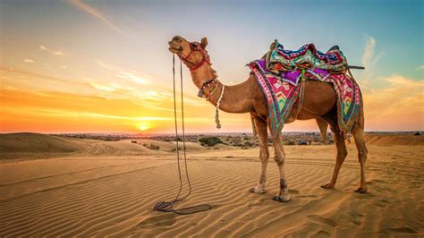 Download Desert Camel Photography Wallpaper