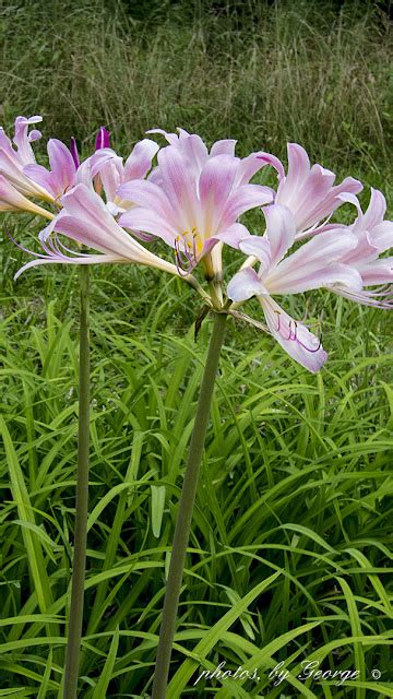 What S Blooming Now Resurrection Lily Lycoris Squamigera