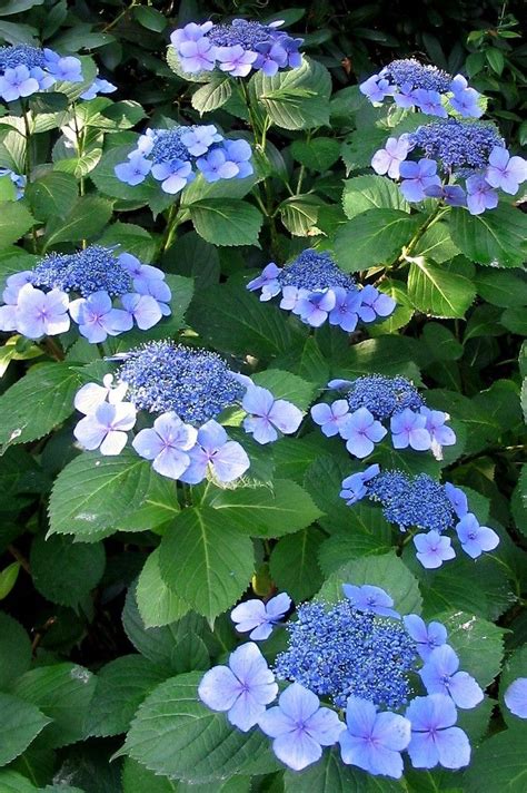 Blue Hydrangea Varieties To Choose From Artofit