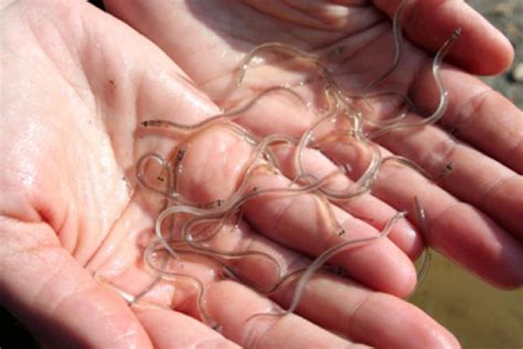 Thousands Of Baby Eels Are Swiming Into Staten Island Now Gothamist