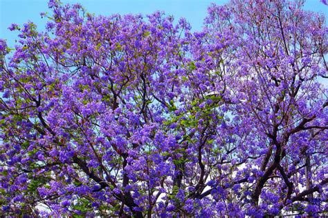 Australia supports more than 25,000 species of plants and trees! Jacaranda tree in bloom - ABC News (Australian ...