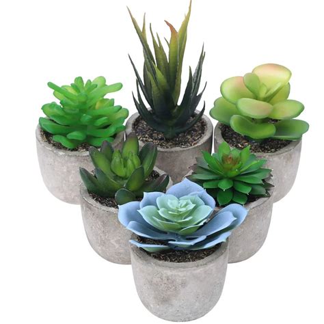 2030 Small Succulents In Pots