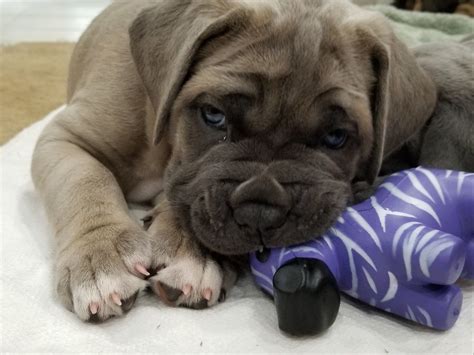 Check spelling or type a new query. Pridenjoyz Cane Corso- Qbert 4 weeks old | Cane corso ...