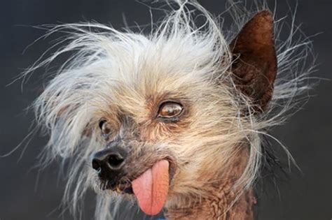 21 Of The Worlds Hands Down Very Ugliest Animals Popdust