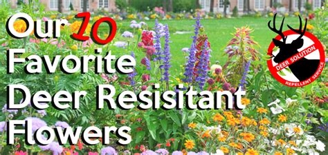 Our certified deer damage experts™ create and implement a plan to protect your flowers and shrubs from deer damage. Our 10 Favorite Deer Resistant Flowers - Deer Solution ...