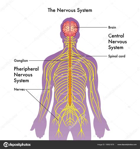 Acetylcholine functions in both the central nervous system (cns) and the peripheral nervous system (pns). Nervous System Diagram Labeled / Download File Te Nervous ...