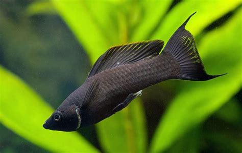 Molinésia negra peixe características reprodução alimentação habitat cuidados e criação em