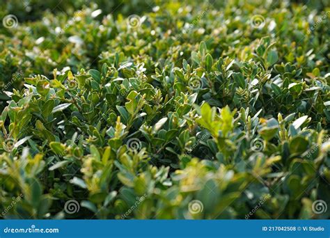 Japanese Boxwood Bush Buxus Microphylla Close Up Stock Photo Image