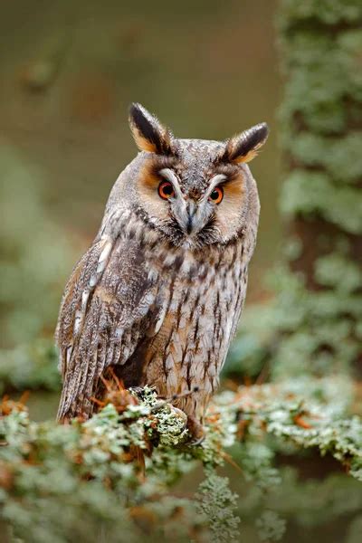 Long Eared Owl Sitting On Branch Stock Image Everypixel
