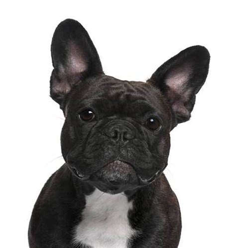 Choose from one of these 300 names for male or female frenchies. Black Dog Names - 500+ Awesome Ideas For Black Furbabies