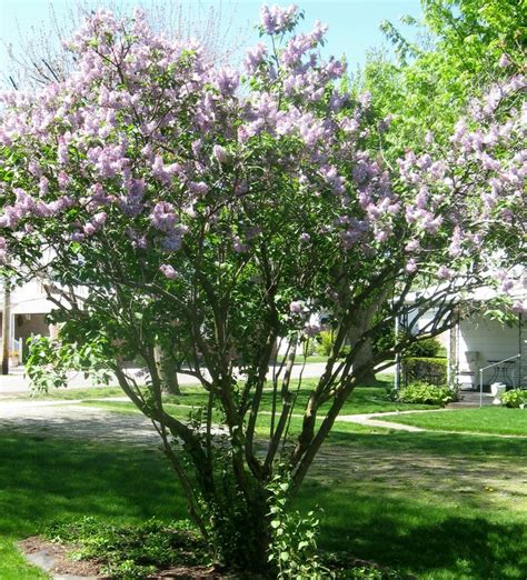 Lilacs My Favorite Flowers And Scent I Miss Them Lilac Tree Lilac