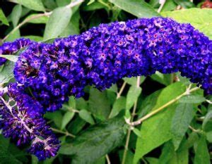 These plants have a fibrous root system, instead of a taproot, which means the roots get their nutrients from the upper layers of soil. Butterfly Bush Care and Maintenance - Garden Mandy