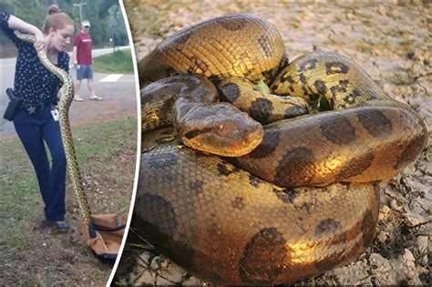 Animal News 2017 Florida Woman Filmed Catching Anaconda With Bare