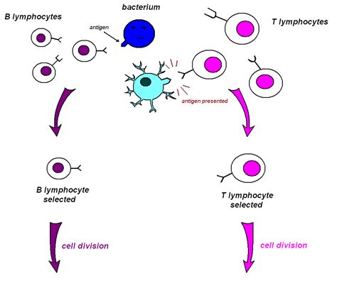 Immune System Diagram Simple