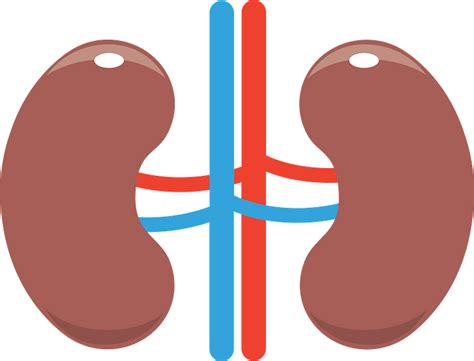 Kidney Clipart Free Download Transparent Png Creazilla