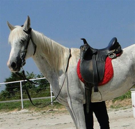 Aussie saddles give you more control while riding in rough terrain. Australian Stock saddle | Horse crazy, Horse tack, Horses