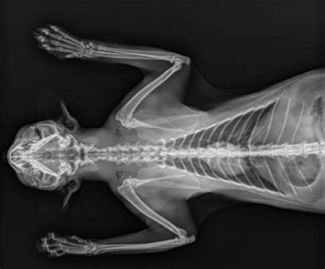 830 Cat Xray Stock Photos Pictures And Royalty Free Images Istock
