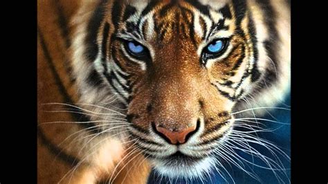 Tiger Tiger Fotos Youtube