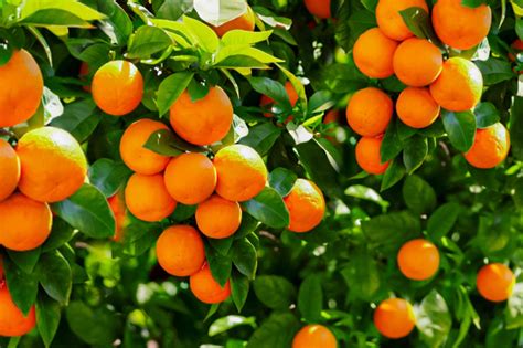 11 Dwarf Fruit Trees You Can Grow In Small Yards