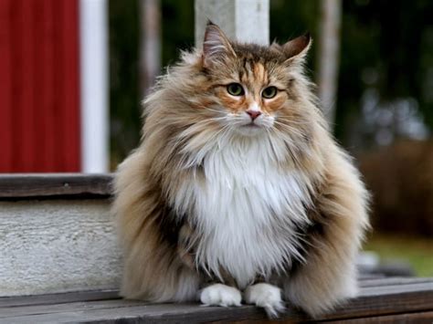 41 Wonderful Cats With Cute Haircuts 2021 Hairstyle Camp