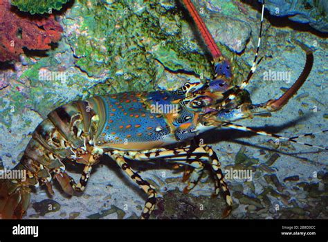 Ornate Spiny Lobster Panulirus Ornatus Stock Photo Alamy