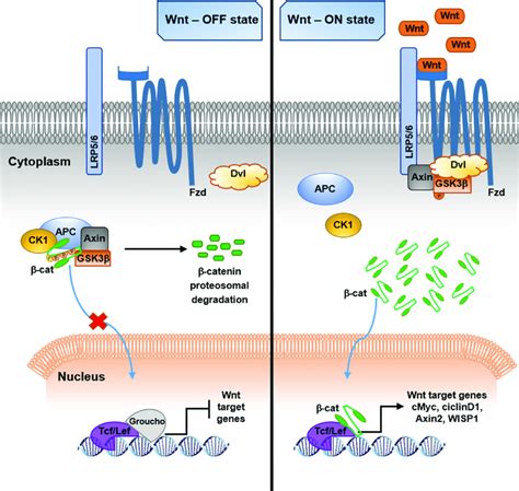 Schematic representation of β cateninmediated canonical Wnt pathway