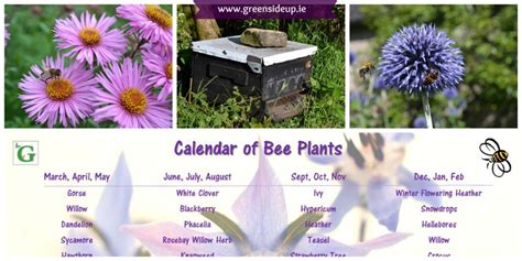 Best flowers for bees in vegetable garden. What Can I Plant In My Garden To Help Honey Bees?Greenside Up
