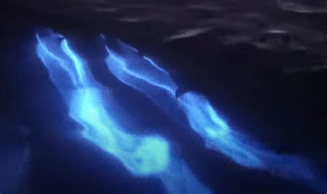 Glowing Dolphins Dance Through Bioluminescent Algae On California Coast