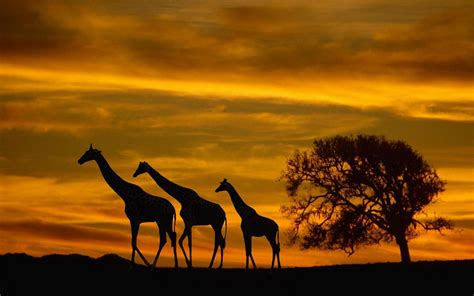 Girafes Dans La Savane Sonnenauf Und Untergang Affen Giraffen Bilder