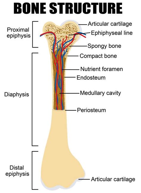 Long Bone Diagram Inside Bone Is Found In The Shafts Of Long Bone And