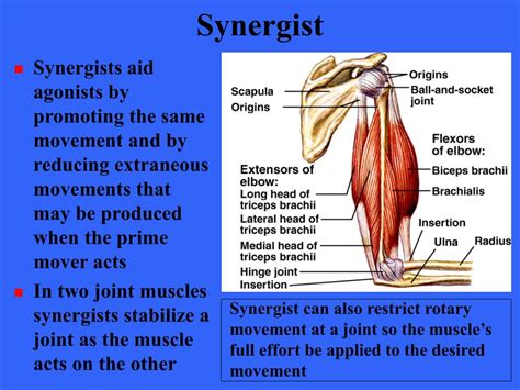 Ppt Muscles Of The Body Powerpoint Presentation Free Download Id