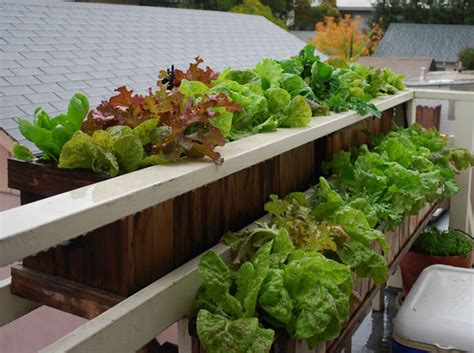 9 tips for growing vegetables in window boxes. Top Ten Gardening Mistakes: Mistake 7, Incorrect Watering