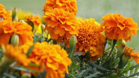 How To Plant And Grow Marigolds Bunnings New Zealand