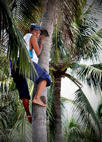 Jungle City Coconut Climbing Buhay Pinoy Filipino Life In