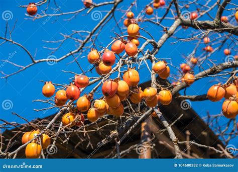 Ripe Japanese Persimmon On A Tree In Winter Stock Photo Image Of