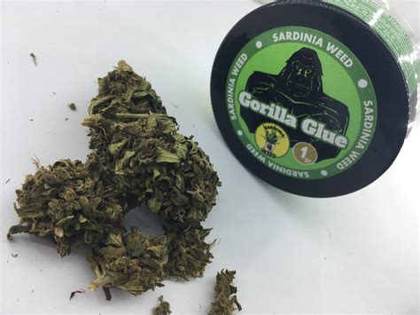 Cannabis Light Gorilla Glue