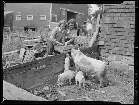 34 Fantastic Photos Capture Farm And Domestic Life Of Boston From