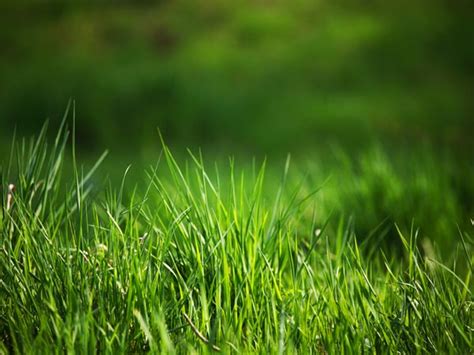 Maybe you would like to learn more about one of these? Perennial Green - Lawn Care Treatments in Erie PA