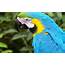 Macaw Parrot Desktop Picture Bird Download  Wallpapers13com