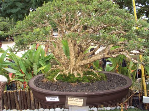 Belajar bonsai asam jawa untuk pemula. Hitam Putih Kehidupan: BONSAI