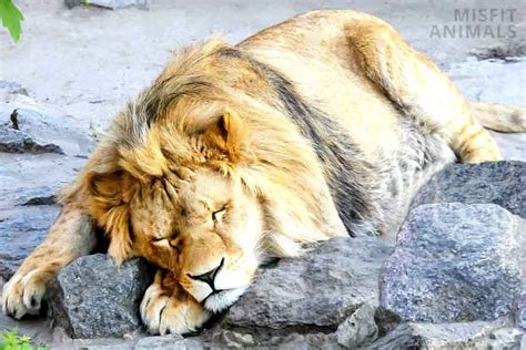 Can You Keep A Pet Lion And Is It A Good Or Bad Idea Misfit Animals