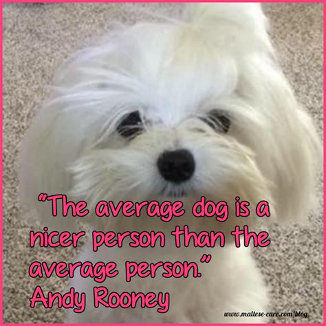 Maltese Dogs Quotes Maltese Dogs Dog Quotes Maltese