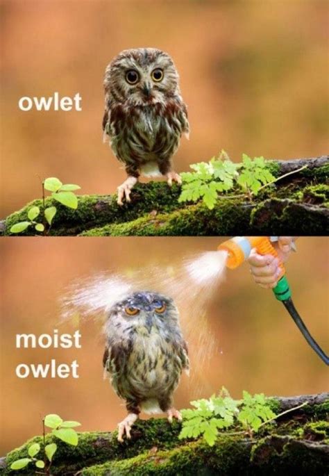 20 Hilariously Adorable Owl Memes Funny Puns Bones Funny Haha Funny