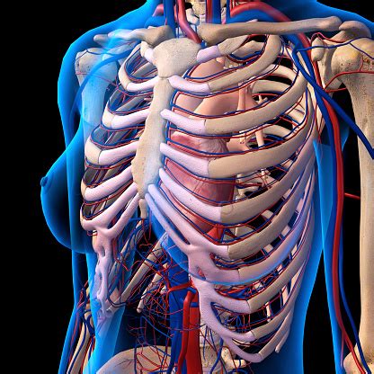 Function of the rib cage. Xray View Of Female Chest Rib Cage Heart Arteries Veins Anatomy - Fotografias de stock e mais ...