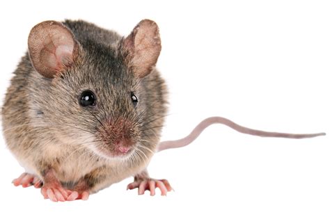 Quick Facts About House Mice From Dks Pest Control