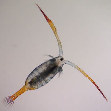 WInvertebrates Copepoda Images Library