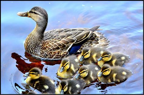 All living things are made of cells. Free photo: Duck, Ducklings, Lake, Family - Free Image on ...
