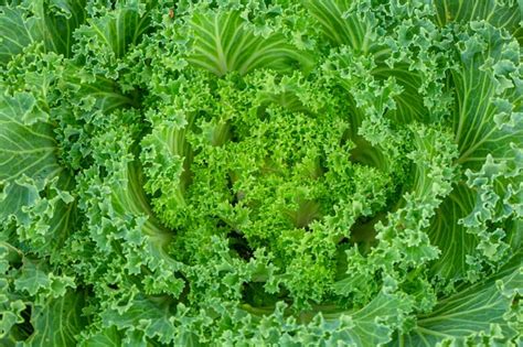 Premium Photo Ornamental Cabbage Flowering Kale Garden Trends
